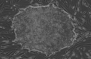 EUTCD-Grade Stem Cell Line