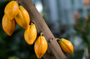 Apply to the ‘Researcher Links’ that promotes cooperation between Biodiversity researchers from six LatAm countries and the UK.