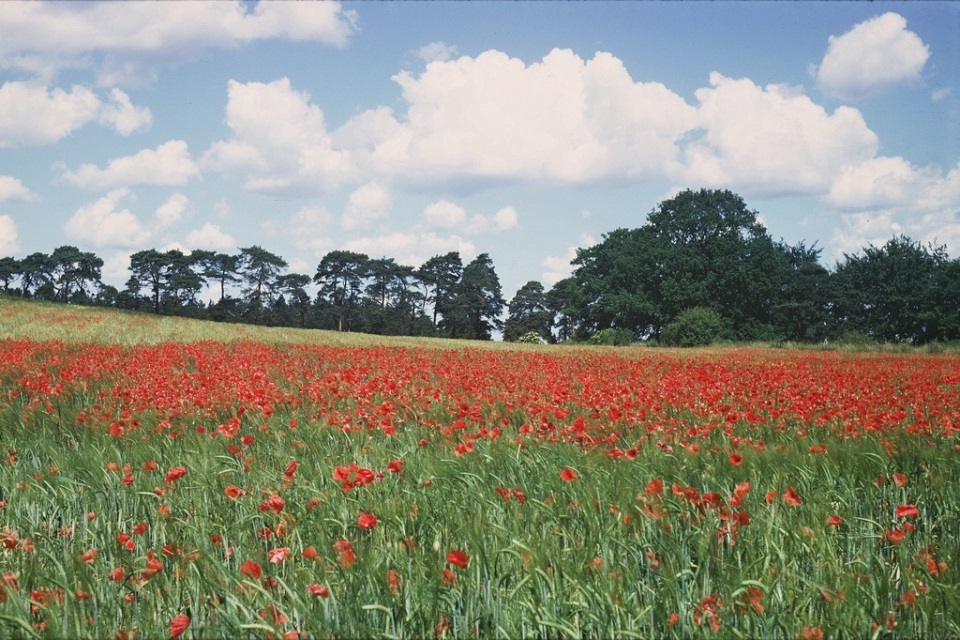 Countryside Stewardship claims are just a click away