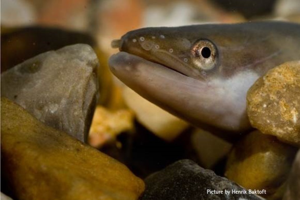 Myth that European Eels are trapped in Mediterranean is dispelled