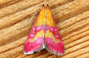 The Scarce Crimson and Gold moth [Picture: Crown copyright]