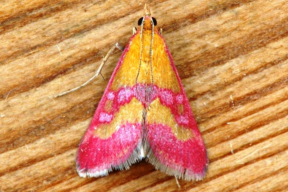 Rare moth thriving at Northern Ireland training centre