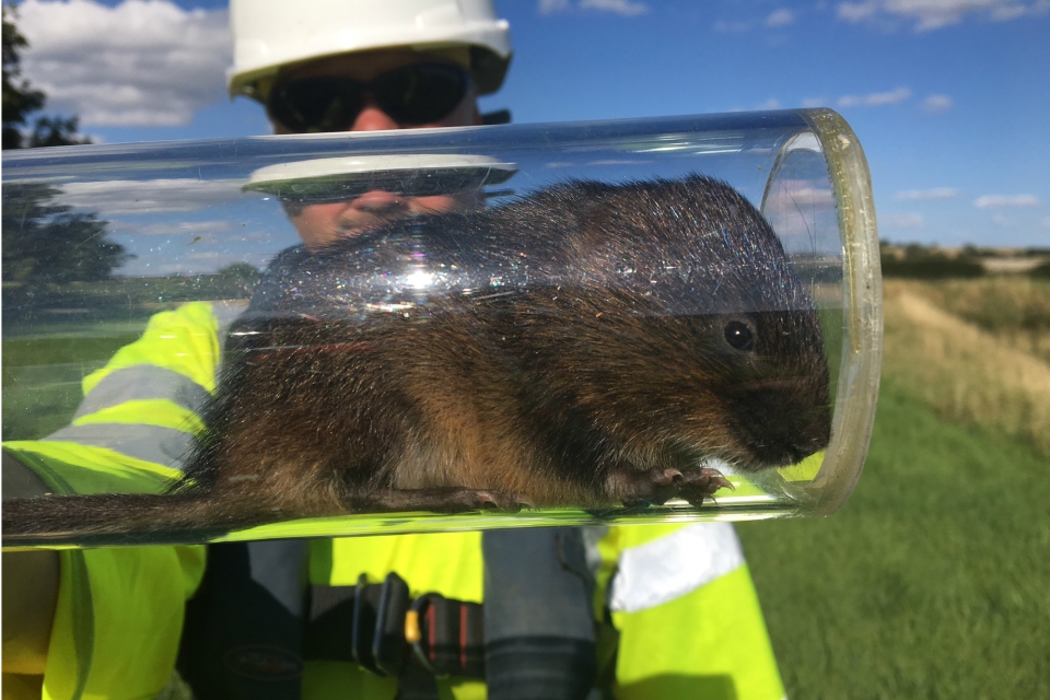 One of the ecologists at work releasing some of the water voles into their new habitat in August 2017