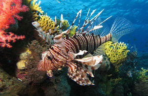 The common lionfish