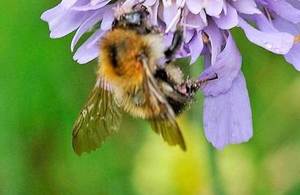 Bee pollinating flower