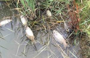 Carp mortalities from Koi herpesvirus (KHV) disease