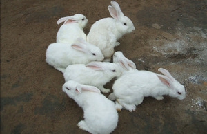 Some of Gogo Kerina's rabbits. Picture: DFID