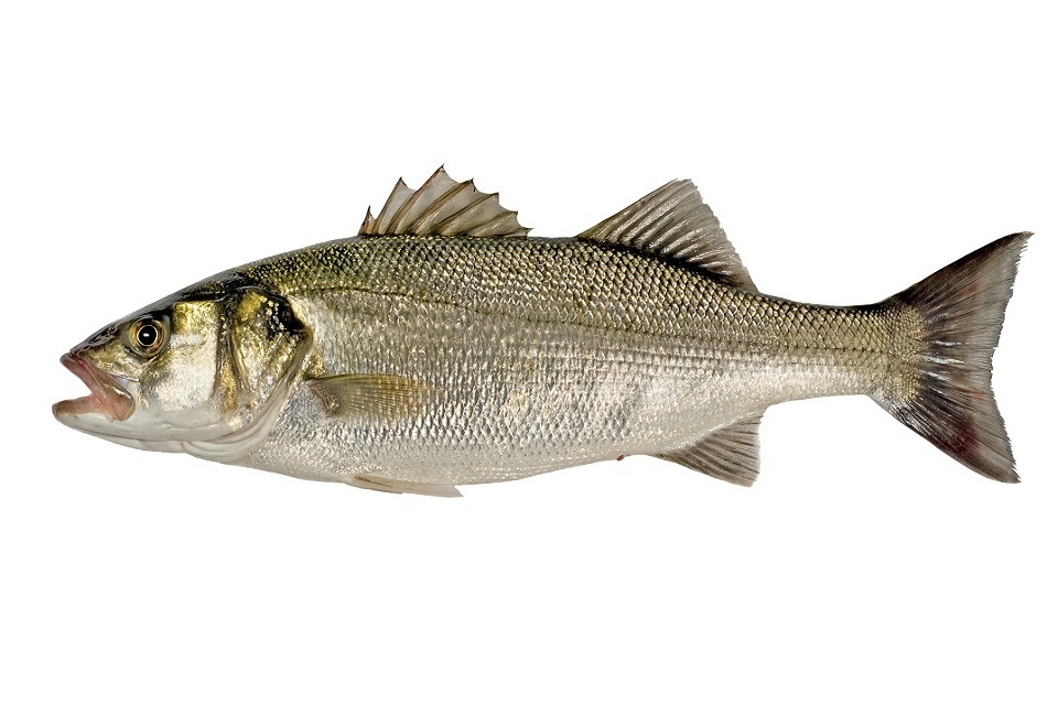 Marine Management Organisation (MMO) issue authorisations to catch bass