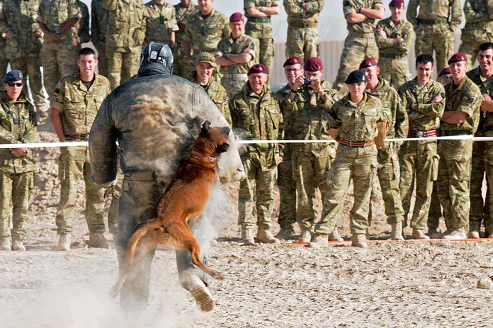 Officer takes a bite in Helmand for charity