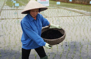 Luong fertilising her field with biochar. Picture: Nguyen Hoang Ha/DFID