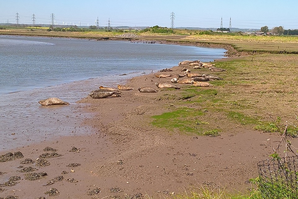 Image shows seals at Greatham Creek 