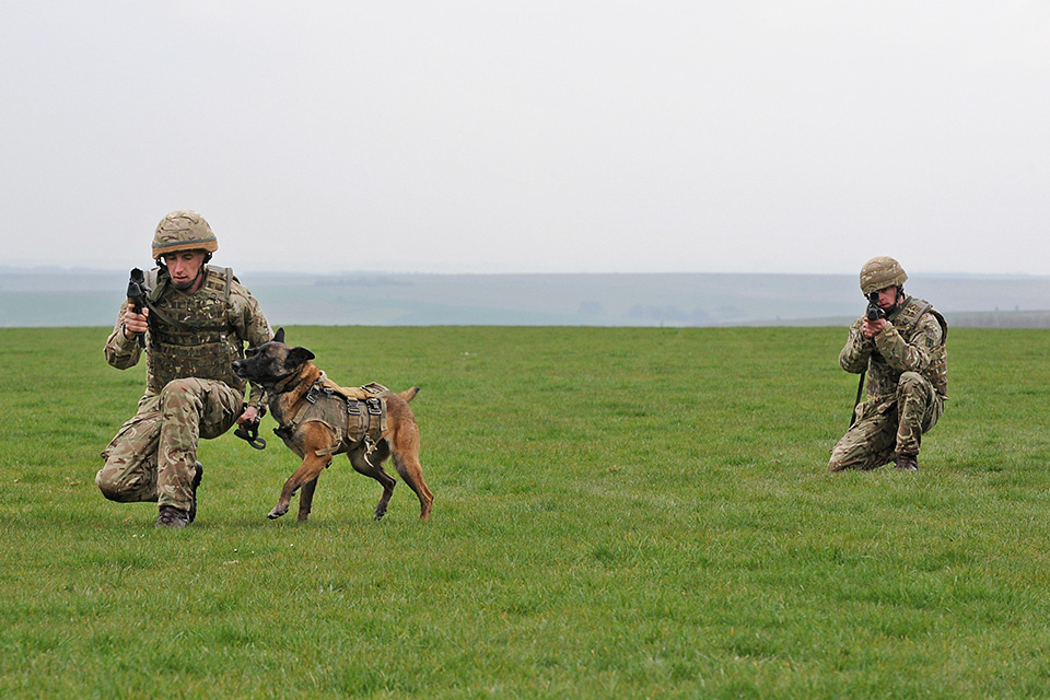 Military Working Dog in action [Picture: Richard Watt, Crown copyright]