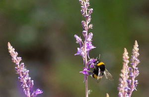 Bee resting on a flower