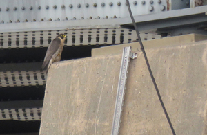 image of a female peregrine.