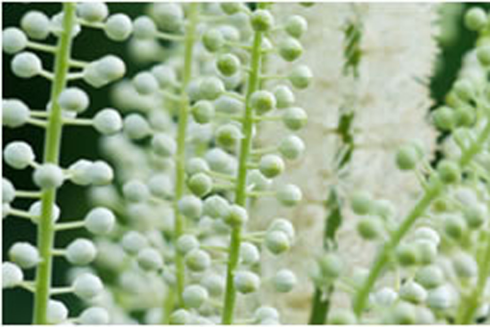 New members sought for the Herbal Medicines Advisory Committee