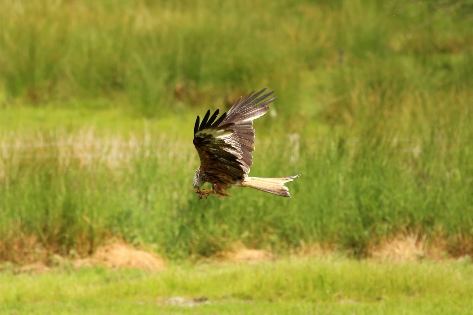 Health and disease in relocated wild animals