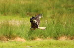 Red kite