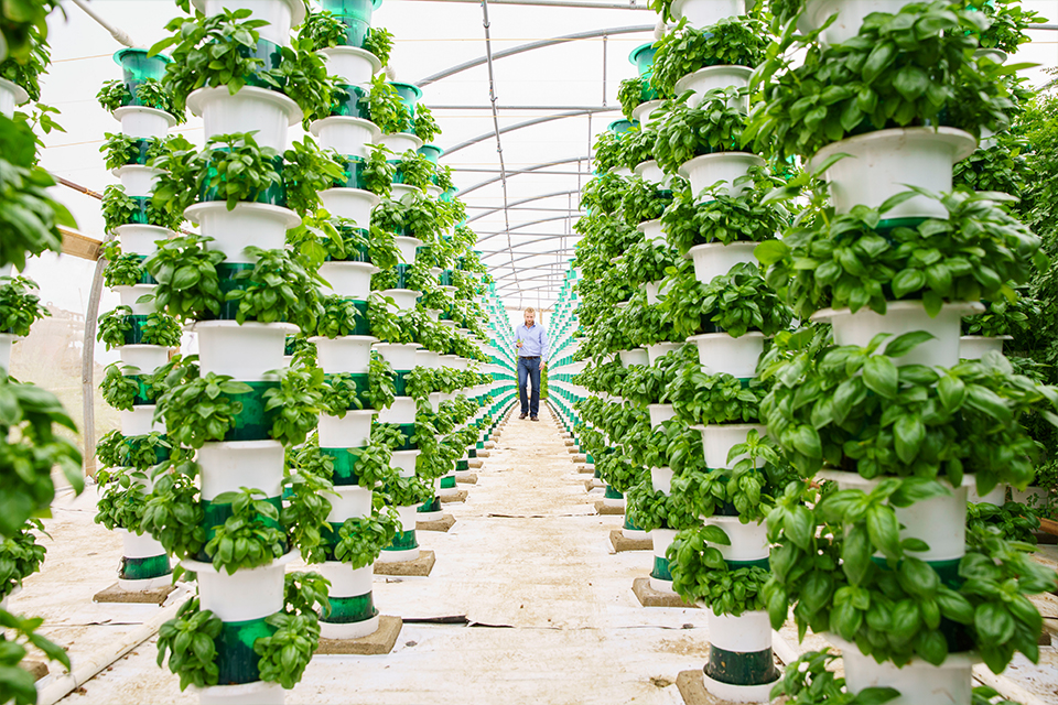 Crops being grown vertically in two aisles in a greenhouse, with man in background.