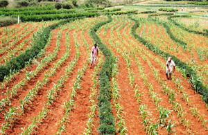 Farming Gliricidia and Maize. Picture: World Agroforestry Centre, ICRAF