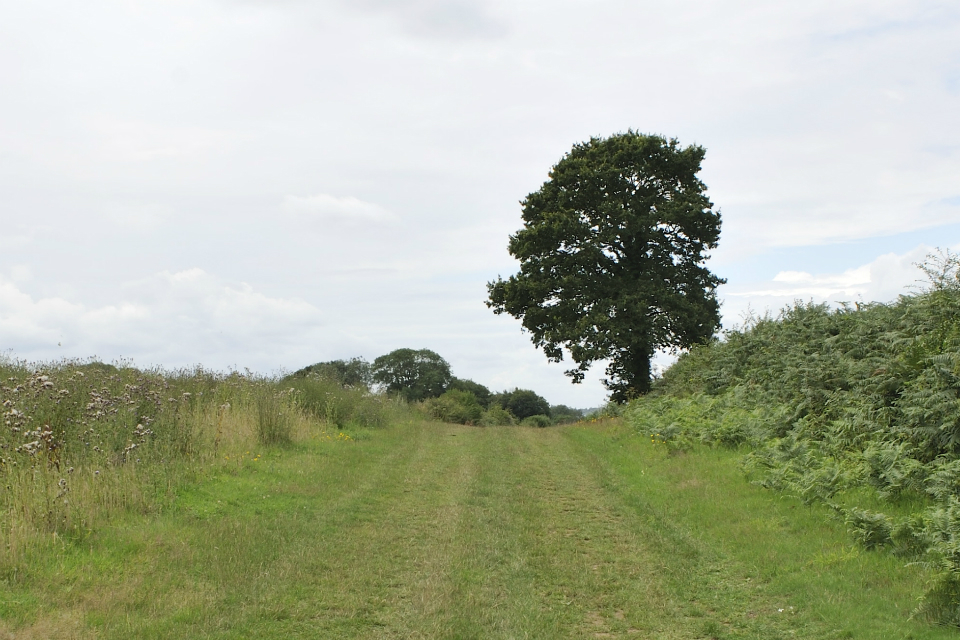 Big Tree Plant's millionth tree planted
