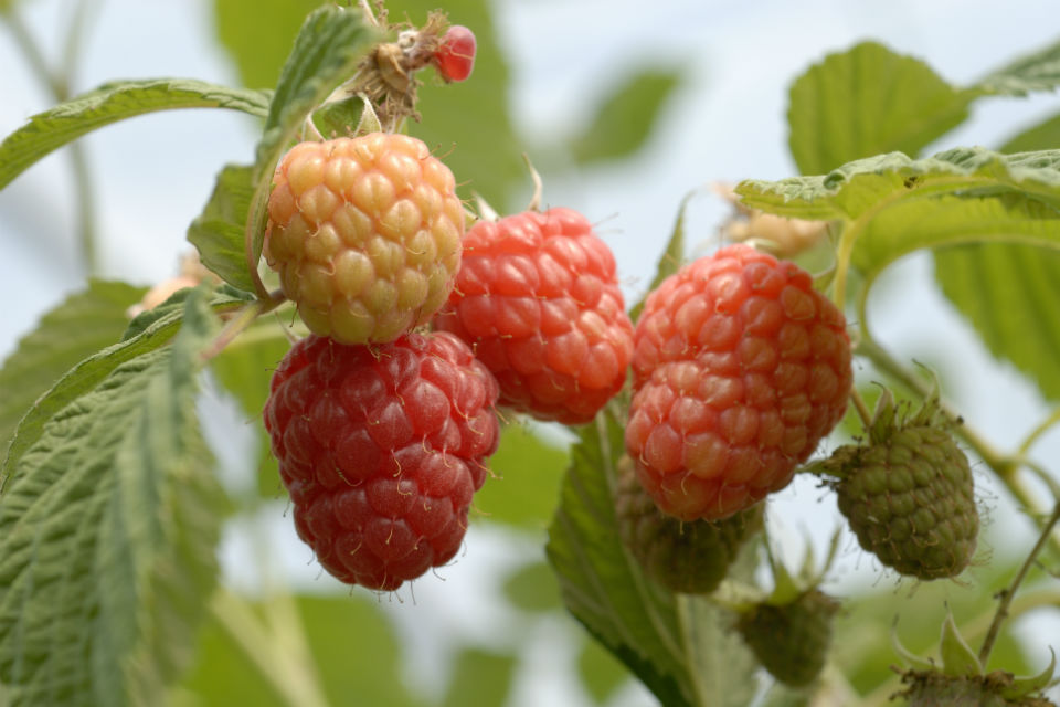 £1.3 million in new research could mean a sweeter deal for Scottish berry producers