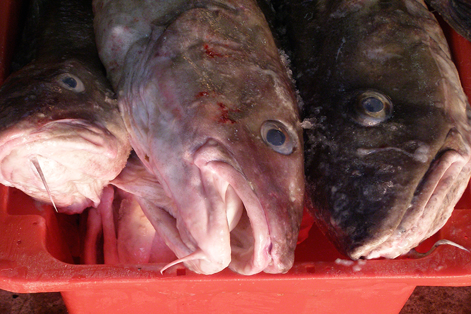 Views on use of remaining English Channel cod quota sought