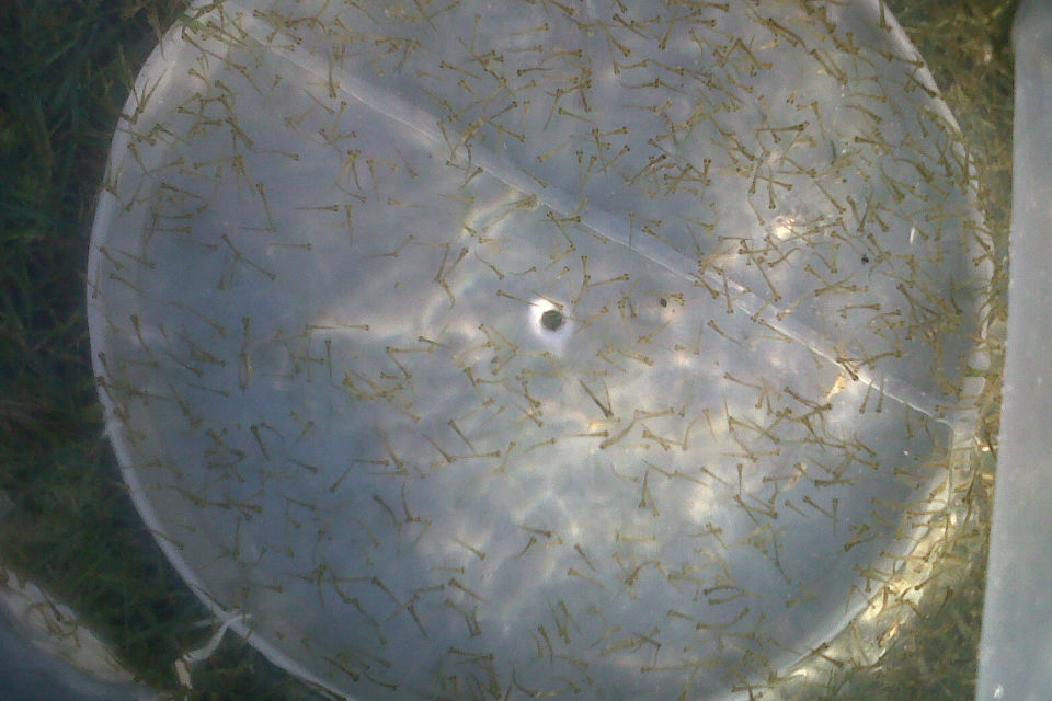 Restocking on the River Snail