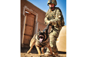 Private Lian Kirton training in Camp Bastion with her military working dog Vigo