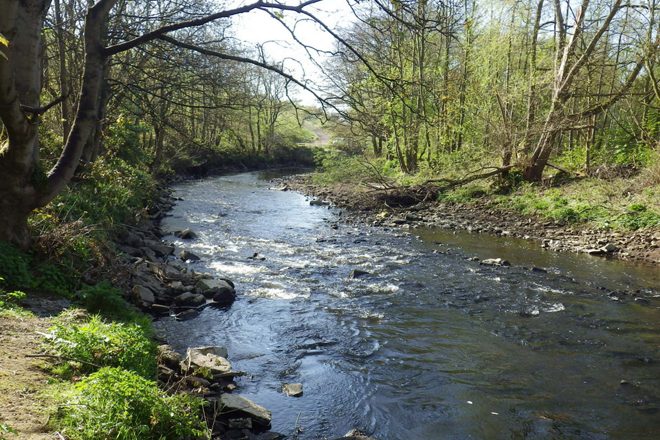 Weir removal brings Sheffield’s salmon dreams closer