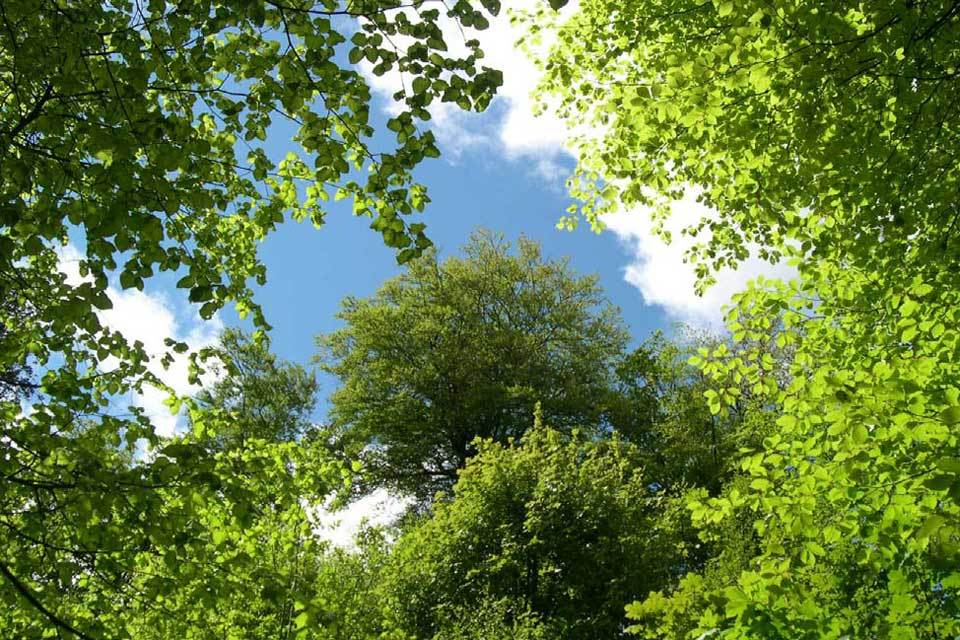 Four million trees to be planted next year