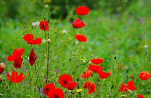 Poppies in field