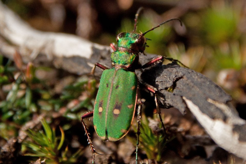 Online analytical tool launched to aid invertebrate conservation