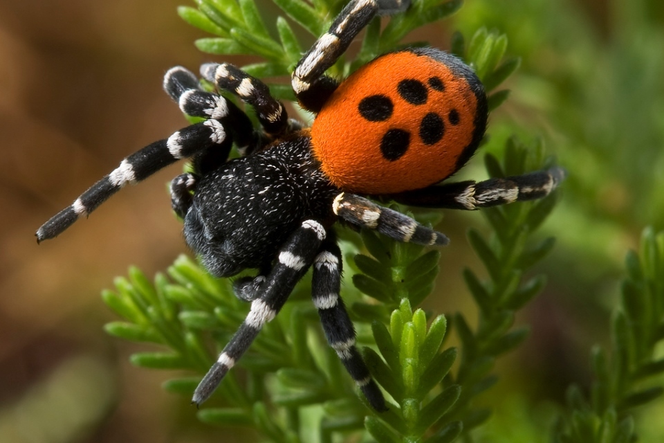 National Lottery backs plan to save 20 species from extinction