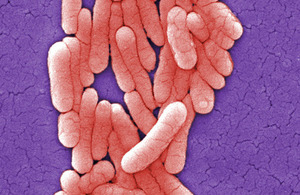 salmonella typhimurium
