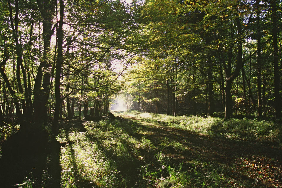 Bright future for Forestry Commission in England