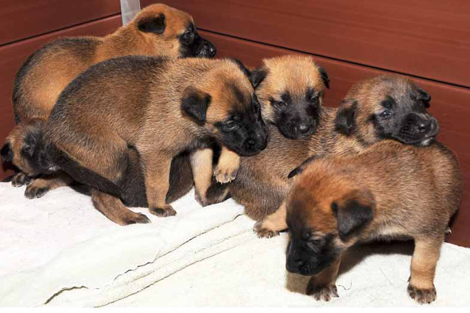 The police dogs of the future