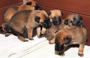 The three-week-old Belgian Shepherd puppies now have their eyes open