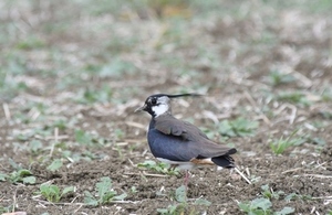 One of the wild bird species living alongside the A14 (lapwing)