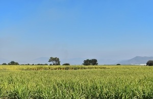 Image of sugar cane field in Mexico.