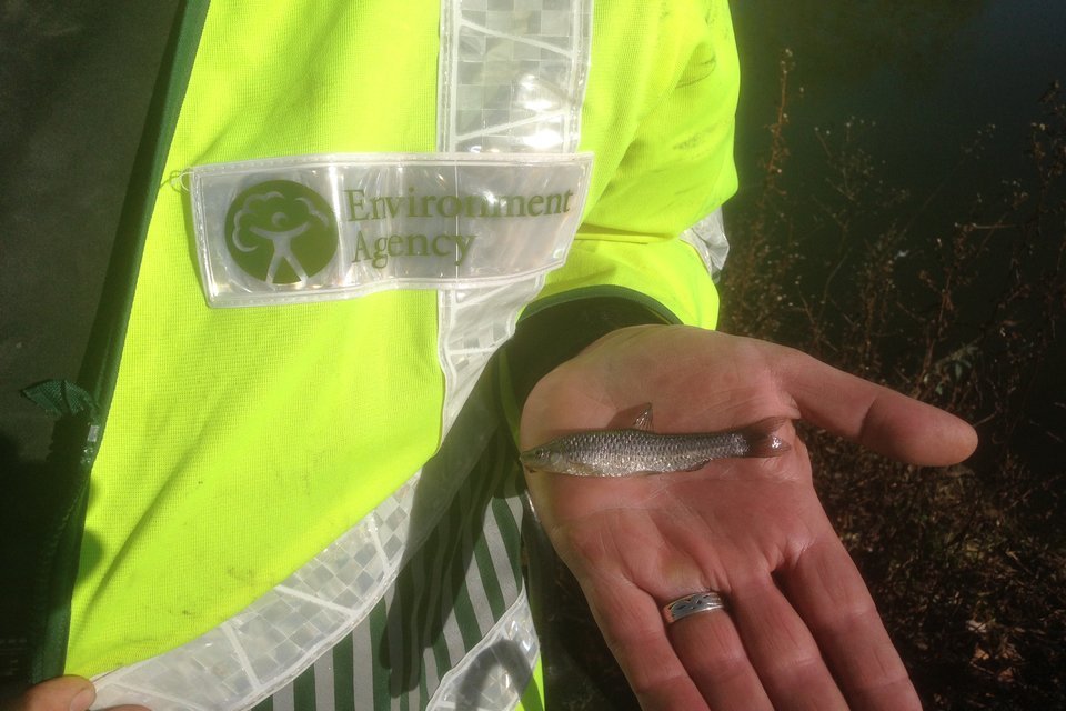 Environment Agency winning the war on destructive invasive fish