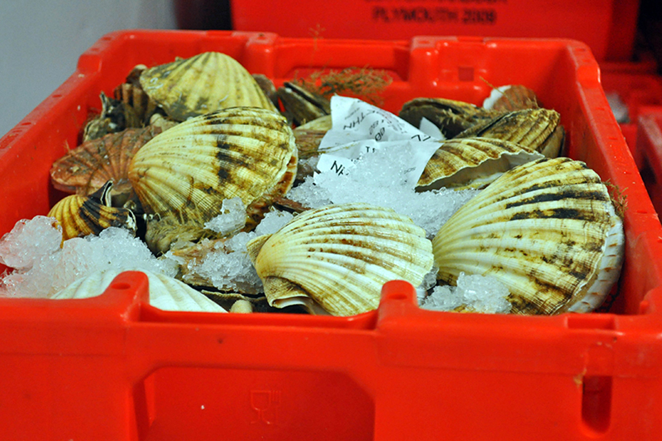 Industry negotiations result in Channel scallop deal