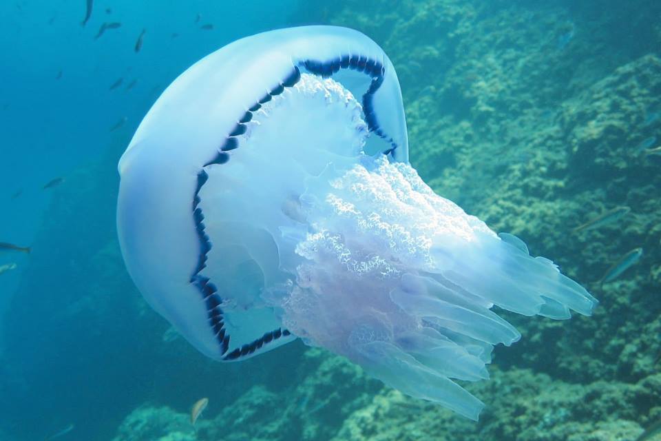 Jellyfish collagen pioneers set up biomaterial plant in Wales