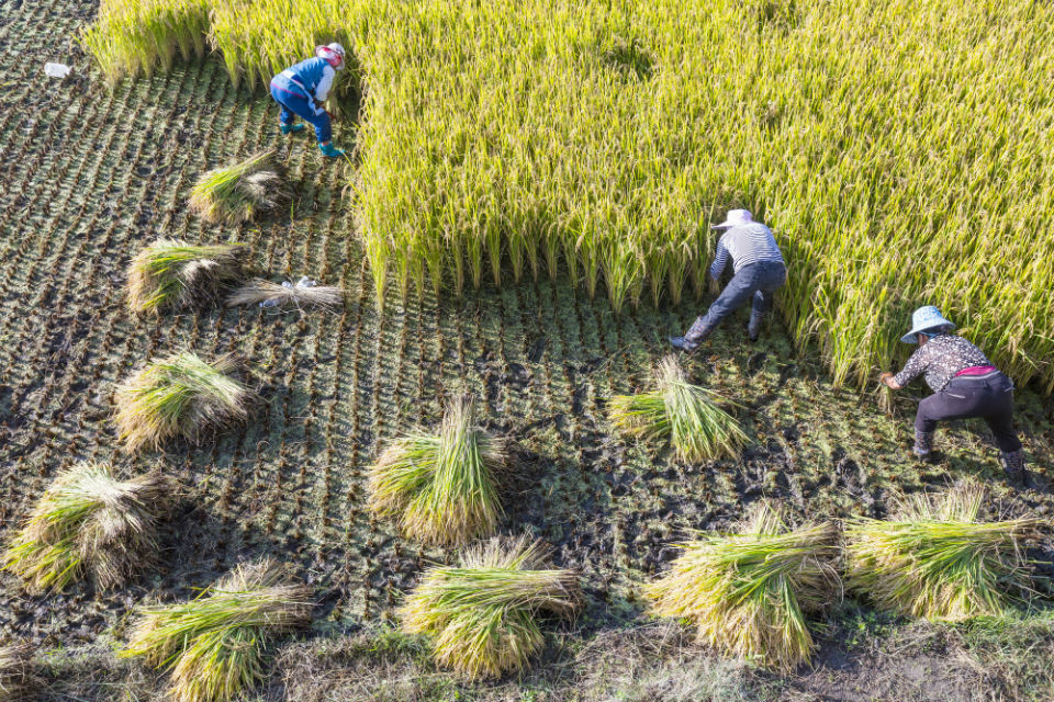 Agricultural challenges in China: apply for innovation funding