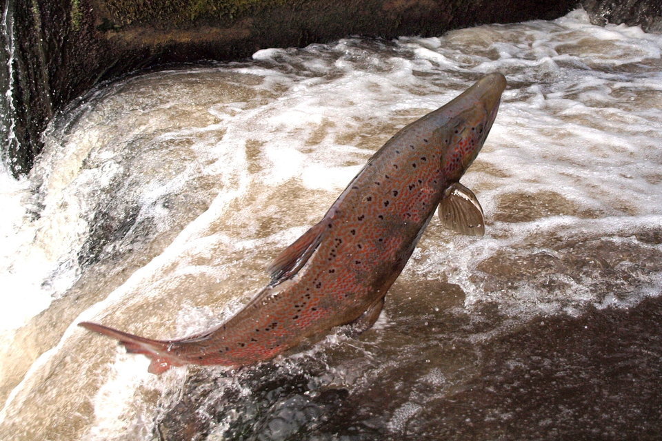 Putting fish on the ‘highway’ to success