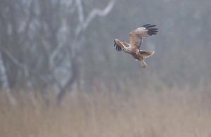 Marsh harrier in flight