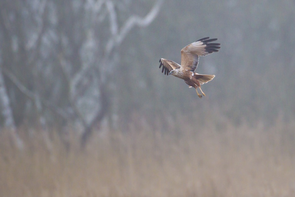 Planning blueprint for major development which protects the environment