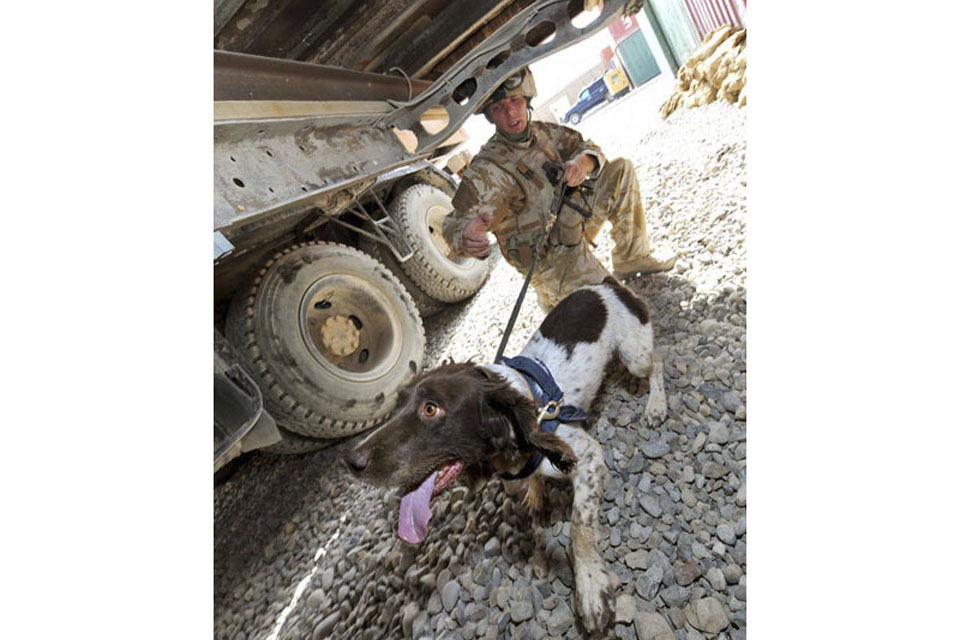 The military hospital dedicated to dogs