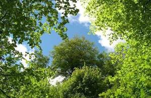 A canopy of foliage