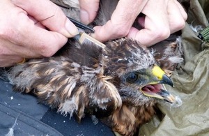 Young hen harrier being tagged