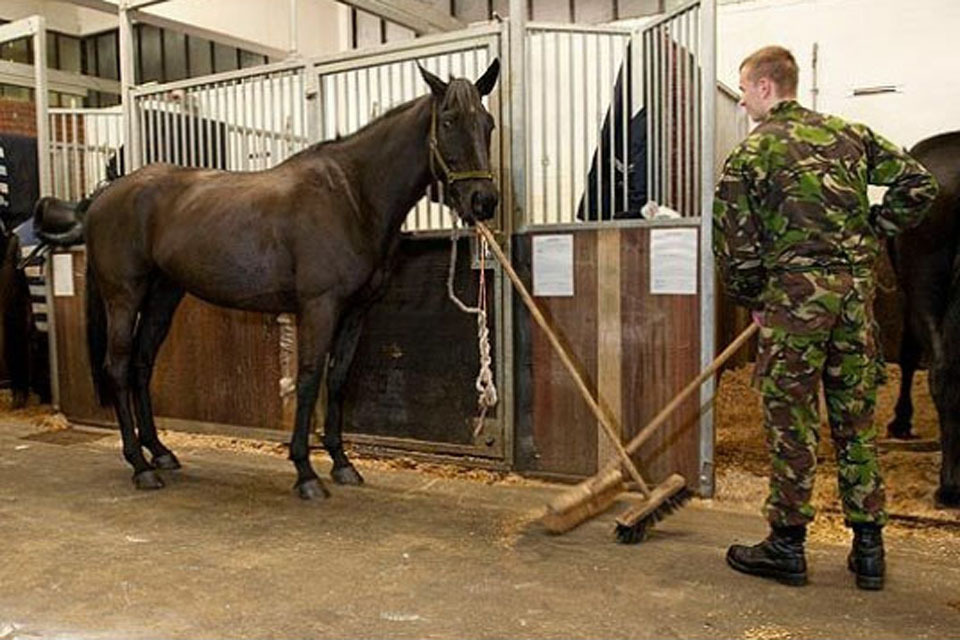 Household Cavalry horse helps muck himself out